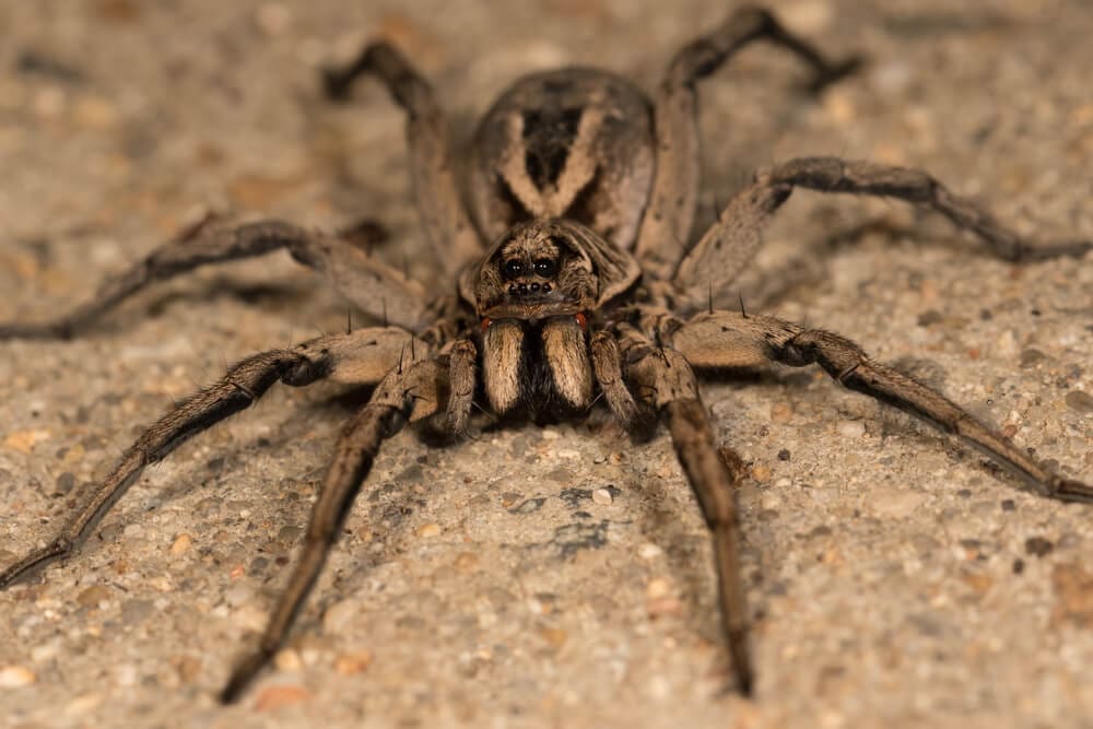 wolf spider pest control Highlands Ranch