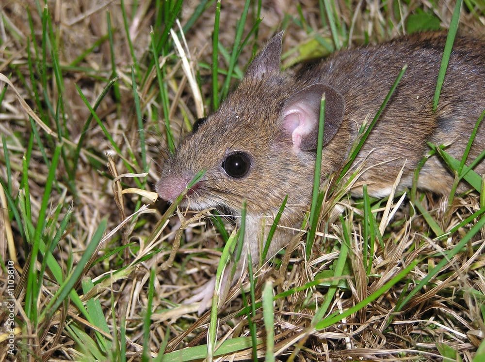 rodent control Aurora