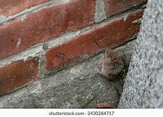pest control mice