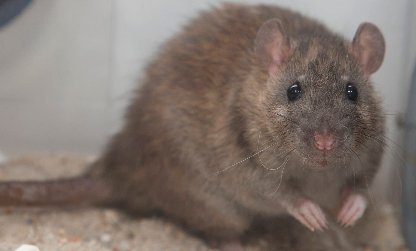 rat control Denver Metro area