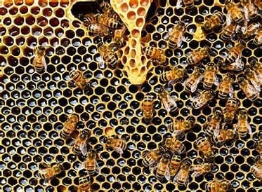Close-up of bees clustering on comb
