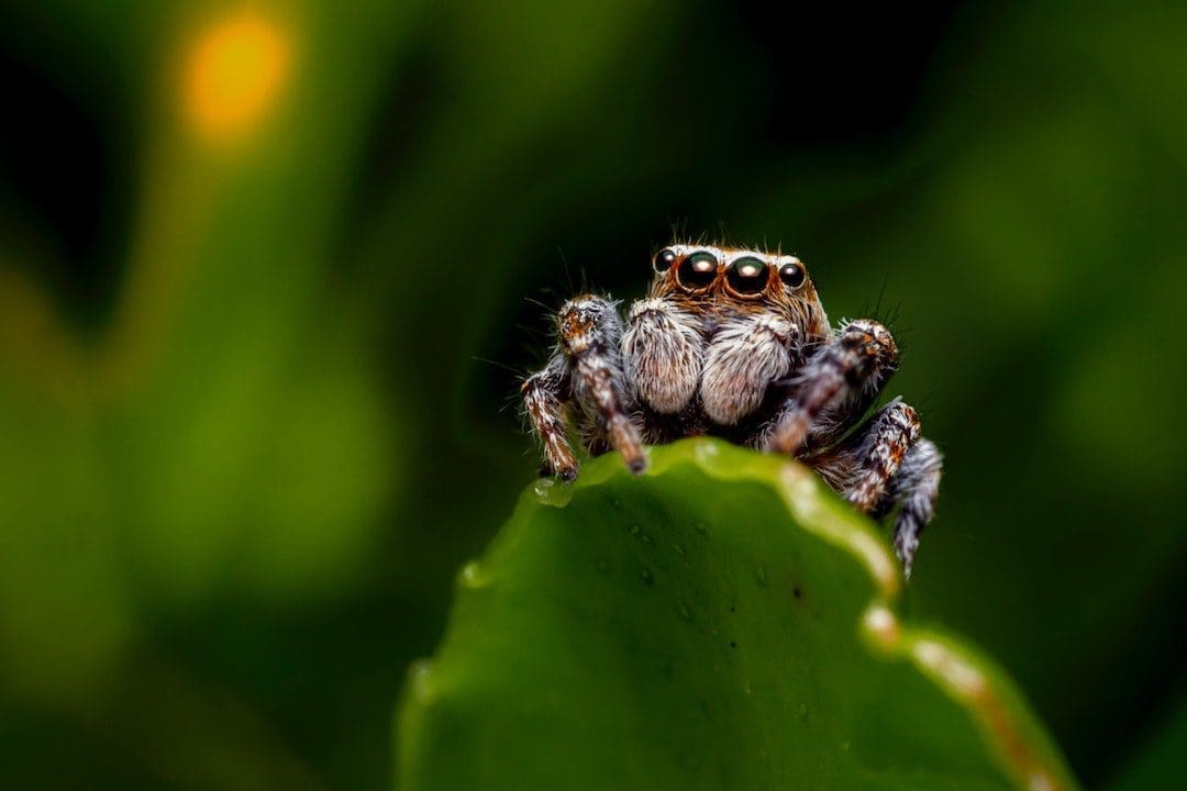 spider pest control