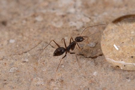 pest control denver