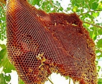 Large wild honeycomb hanging from tree
