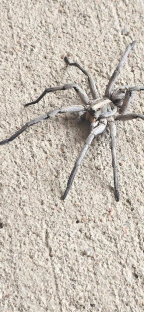 spider control cherry hills
