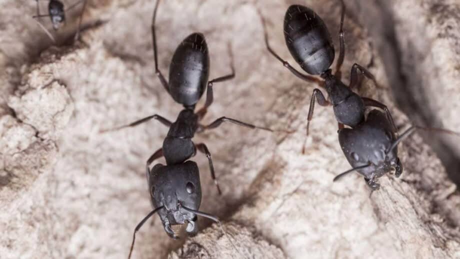 types of ants in Denver metro