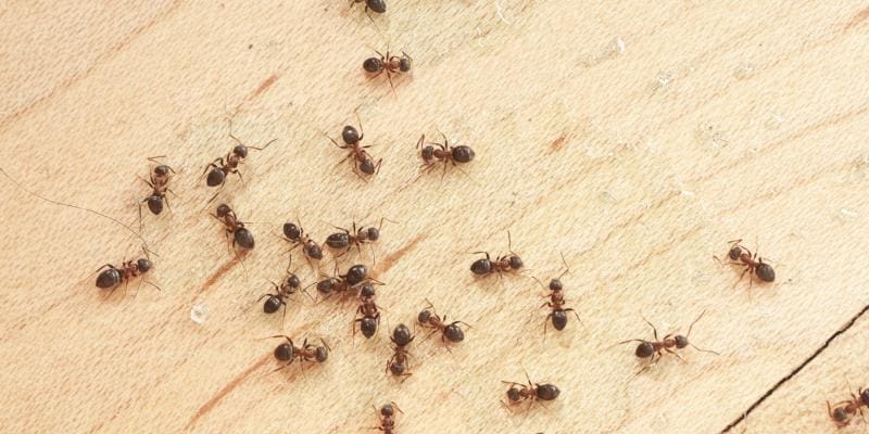 ant control in Parker kitchen