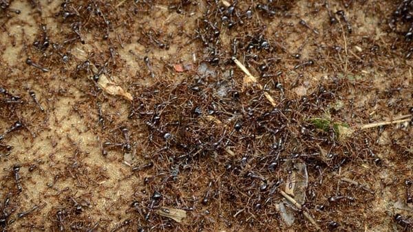 field ants in Denver 
