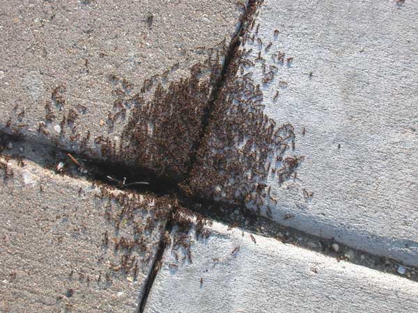 pavement ant in Denver metro
